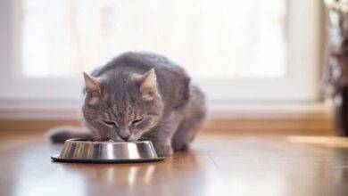 Some DIY Cat Treat Ideas
